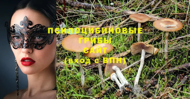 купить наркоту  Менделеевск  Галлюциногенные грибы Cubensis 